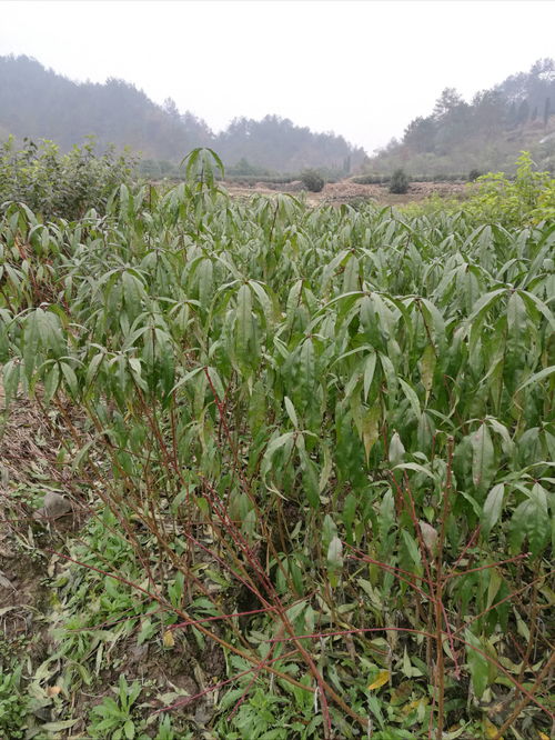 圖片,海量精選高清圖片庫(kù) 嵊州市長(zhǎng)樂(lè)鎮(zhèn)新山種苗冬桃繁育場(chǎng)