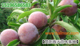 李子苗的適應(yīng)環(huán)境,李子苗的產(chǎn)量及果實(shí)特征,李子苗的適應(yīng)環(huán)境,李子苗的產(chǎn)量及果實(shí)特征生產(chǎn)廠家,李子苗的適應(yīng)環(huán)境,李子苗的產(chǎn)量及果實(shí)特征價(jià)格