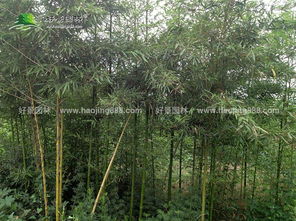 雷竹供應(yīng) 綠籬色塊類 龍柏 衛(wèi)矛 扶芳藤 金葉女貞 大葉黃楊 小葉黃楊 金邊黃楊 紅葉小波 小葉女貞 紅王子錦沭陽縣好景園林綠化苗木場商鋪