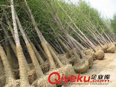 邳州市飛越銀杏苗木購銷部：專業(yè)供應(yīng)銀杏樹與嫁接銀杏樹，打造優(yōu)美庭蔭景觀