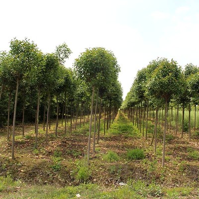 苗木人注意了，這才是苗木施肥的正確方法