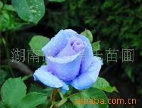 供應精品綠化苗木與綠籬 長沙縣跳馬鎮(zhèn)譚氏苗圃的專業(yè)苗木服務