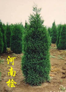 河南添寶苗木基地 專業(yè)苗木種植與供應的行業(yè)標桿