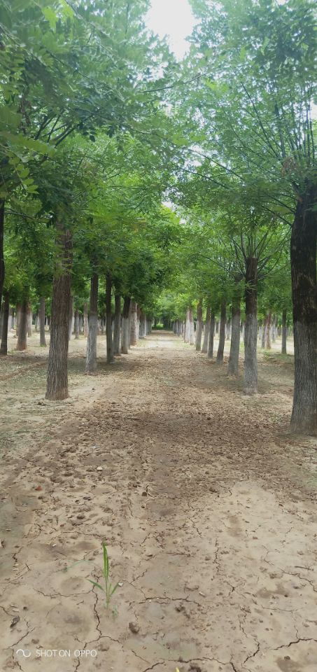 21公分白蠟博冉苗木誠信服務 專業(yè)苗木供應，品質保證