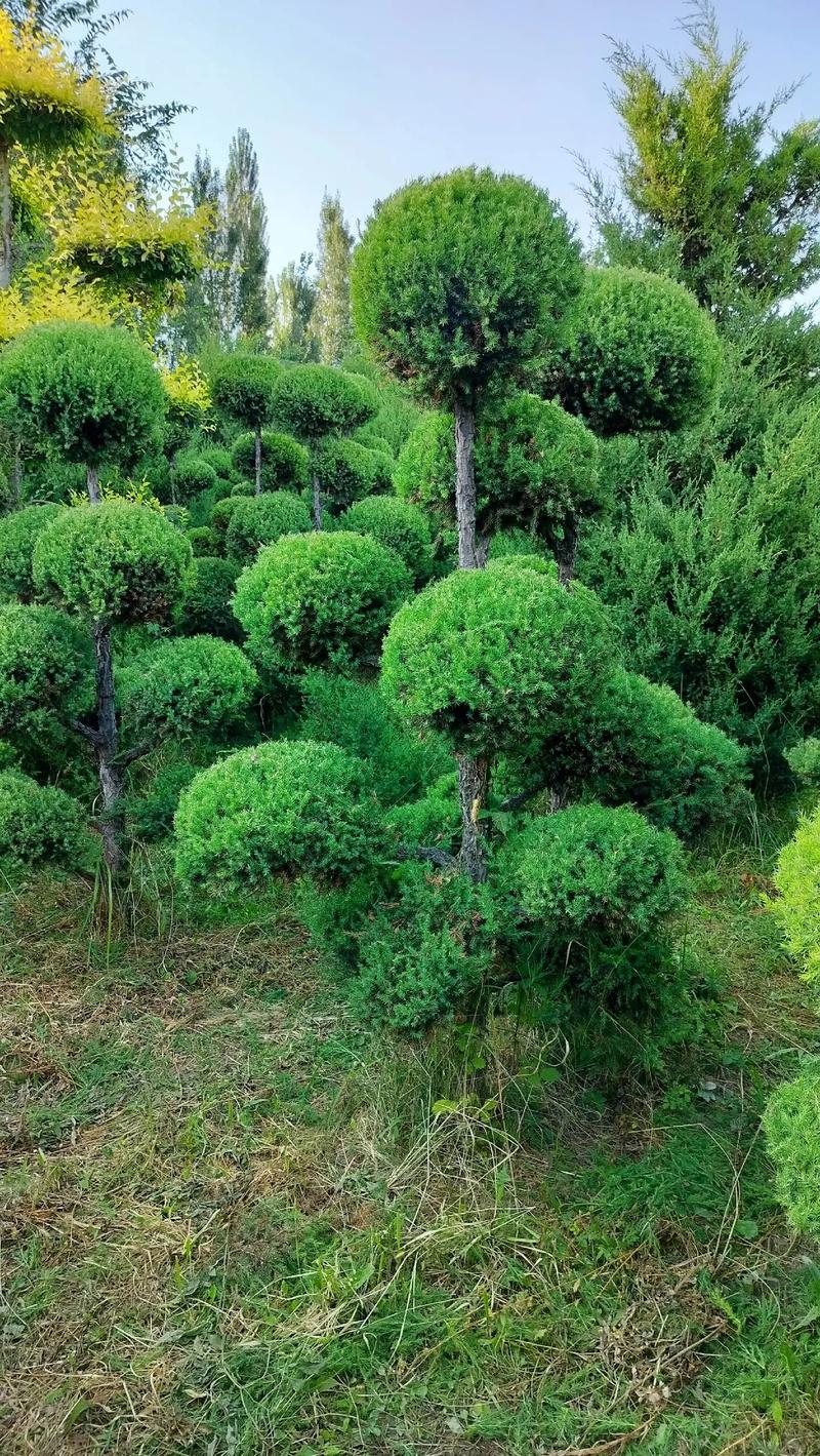 我的園林，我的資產，我的希望——苗圃精選苗木展示